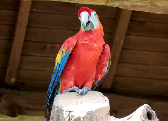 動物図鑑・アカコンゴウインコ